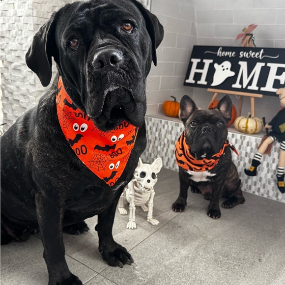 Meet your Posher, Tracie - Picture 13 of 14